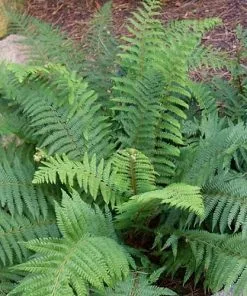 Future Forests Polystichum Setiferum Proliferum Group More