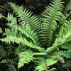 Future Forests Polystichum Setiferum Proliferum Group More