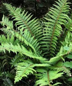 Future Forests Polystichum Setiferum Proliferum Group More