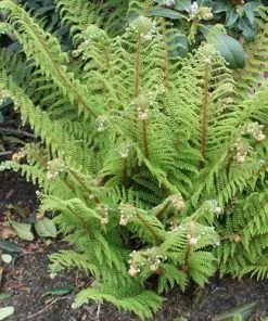 Future Forests Polystichum Setiferum Proliferum Group More