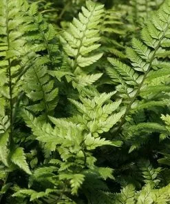 Future Forests More Polystichum Tsussimense