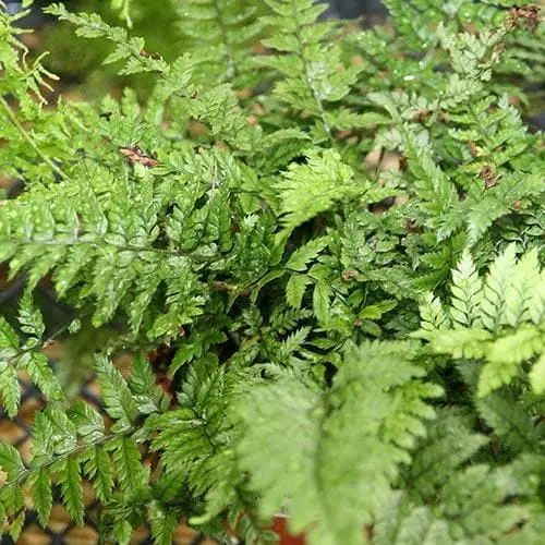 Future Forests More Polystichum Tsussimense 5 Future Forests More Polystichum Tsussimense
