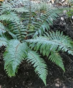 Future Forests More Polystichum Tsussimense