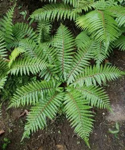 Future Forests Polystichum Braunii More