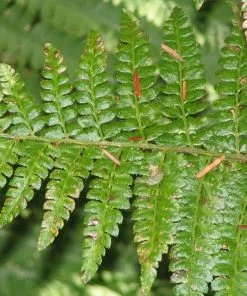 Future Forests Polystichum Braunii More