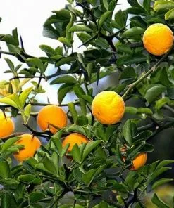 Future Forests Unusual Edibles Poncirus Trifoliata