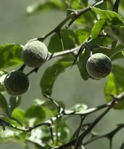 Future Forests Unusual Edibles Poncirus Trifoliata