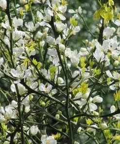 Future Forests Unusual Edibles Poncirus Trifoliata