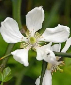 Future Forests Unusual Edibles Poncirus Trifoliata