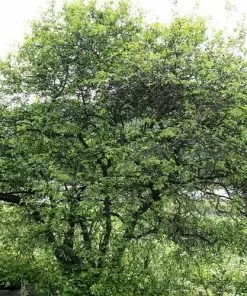 Future Forests Unusual Edibles Poncirus Trifoliata