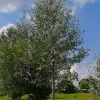 Future Forests Populus Alba - Silver Poplar Trees