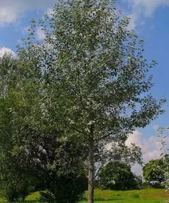 Future Forests Populus Alba - Silver Poplar Trees