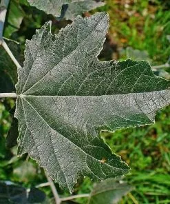 Future Forests Populus Alba - Silver Poplar Trees