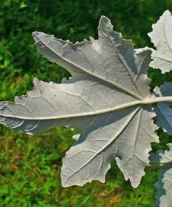 Future Forests Populus Alba - Silver Poplar Trees
