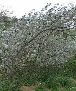 Future Forests Populus Alba - Silver Poplar Trees