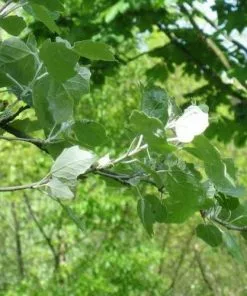 Future Forests Populus Alba - Silver Poplar Trees