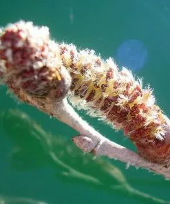 Future Forests Populus Alba - Silver Poplar Trees