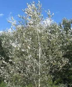 Future Forests Populus Alba - Silver Poplar Trees