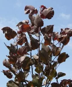Future Forests Populus Deltoides Purple Tower - Eastern Cottonwood