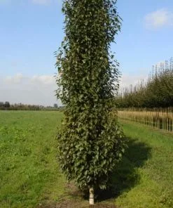 Future Forests Populus Deltoides Purple Tower - Eastern Cottonwood