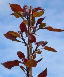 Future Forests Populus Deltoides Purple Tower - Eastern Cottonwood
