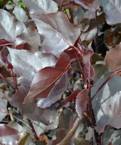 Future Forests Populus Deltoides Purple Tower - Eastern Cottonwood