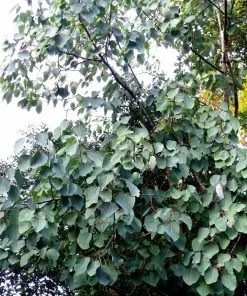 Future Forests Populus Jacquemontii Glauca Trees