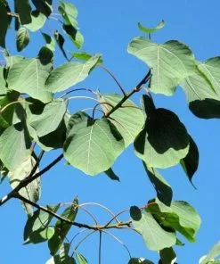 Future Forests Populus Jacquemontii Glauca Trees