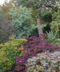 Future Forests Populus Jacquemontii Glauca Trees