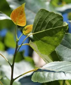 Future Forests Trees Populus Robusta - Hybrid Poplar