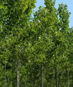 Future Forests Trees Populus Robusta - Hybrid Poplar