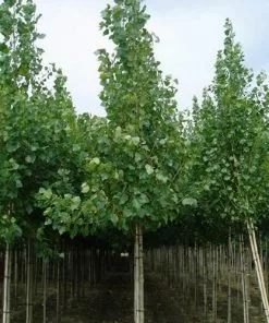 Future Forests Trees Populus Robusta - Hybrid Poplar