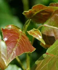 Future Forests Trees Populus Robusta - Hybrid Poplar