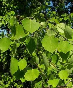 Future Forests Trees Populus Tremula - Aspen