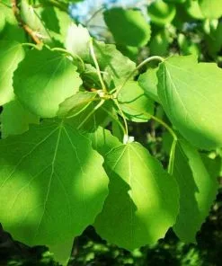 Future Forests Trees Populus Tremula - Aspen