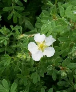 Future Forests Potentilla Fruticosa Abbotswood 7 Future Forests Potentilla Fruticosa Abbotswood
