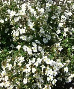 Future Forests Potentilla Fruticosa Abbotswood