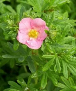 Future Forests Potentilla Fruticosa Lovely Pink Shrubs