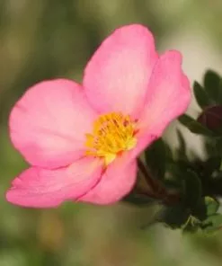Future Forests Potentilla Fruticosa Lovely Pink Shrubs