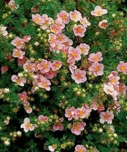 Future Forests Potentilla Fruticosa Lovely Pink Shrubs