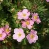 Future Forests Potentilla Fruticosa Lovely Pink Shrubs 2 Future Forests Potentilla Fruticosa Lovely Pink Shrubs