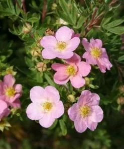 Future Forests Potentilla Fruticosa Lovely Pink Shrubs