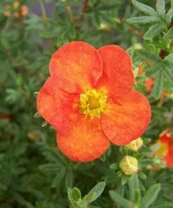 Future Forests Potentilla Fruticosa Red Ace Shrubs