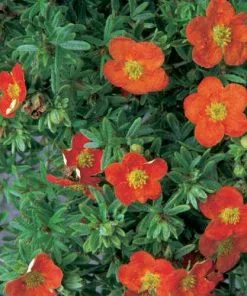 Future Forests Potentilla Fruticosa Red Ace Shrubs