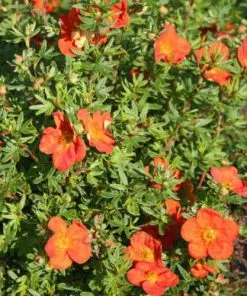 Future Forests Potentilla Fruticosa Red Ace Shrubs