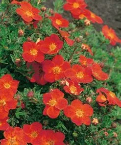 Future Forests Potentilla Fruticosa Red Ace Shrubs