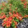 Future Forests Potentilla Fruticosa Red Ace Shrubs 1 Future Forests Potentilla Fruticosa Red Ace Shrubs