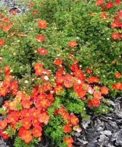 Future Forests Potentilla Fruticosa Red Ace Shrubs