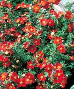 Future Forests Potentilla Fruticosa Red Ace Shrubs