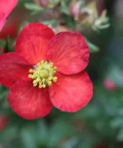 Future Forests Potentilla Fruticosa Red Ace Shrubs